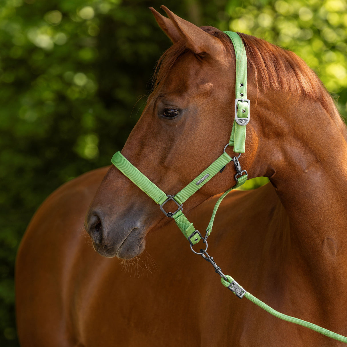 Covalliero Headcollar #colour_green