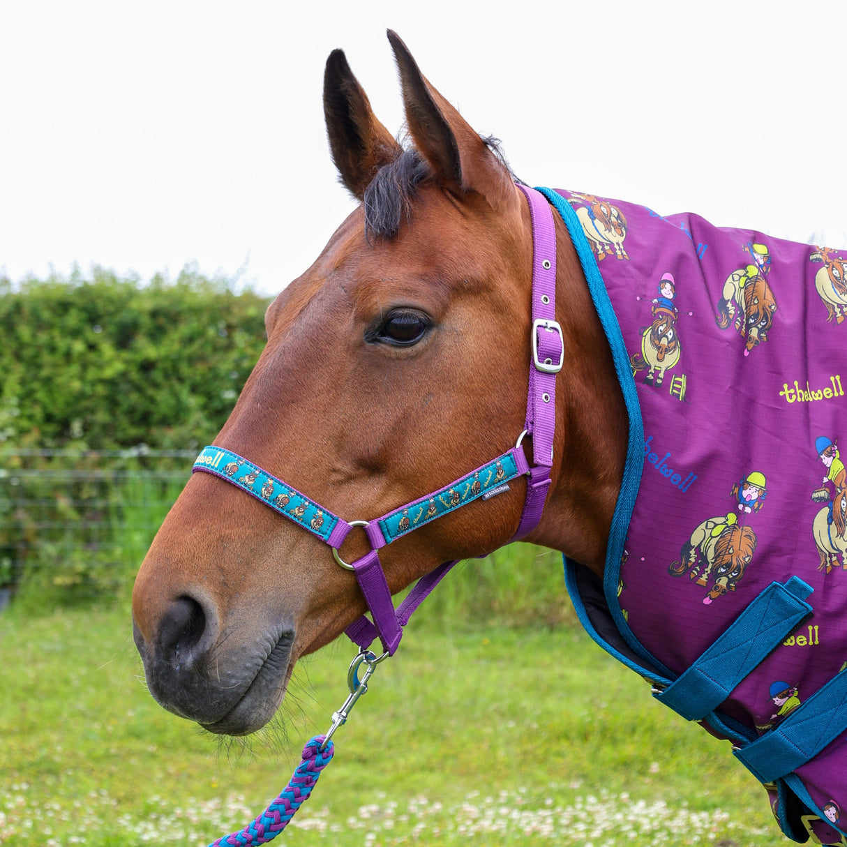 Hy Equestrian Thelwell Collection Pony Friends Licol et laisse