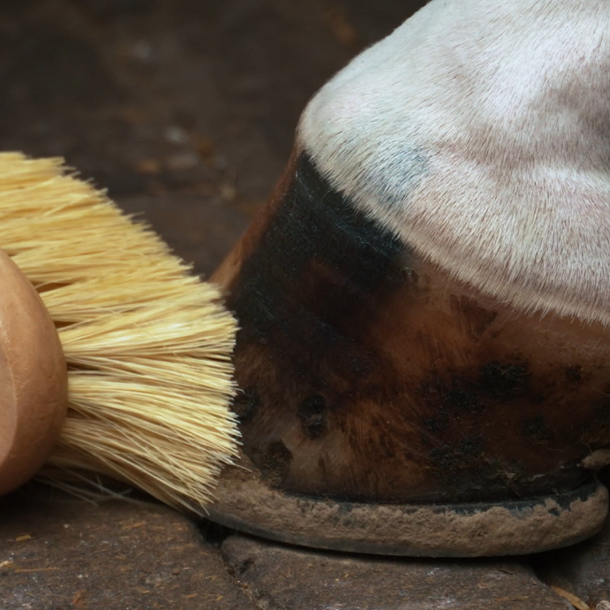 Imperial Riding Natural Hoof Brush #colour_natural
