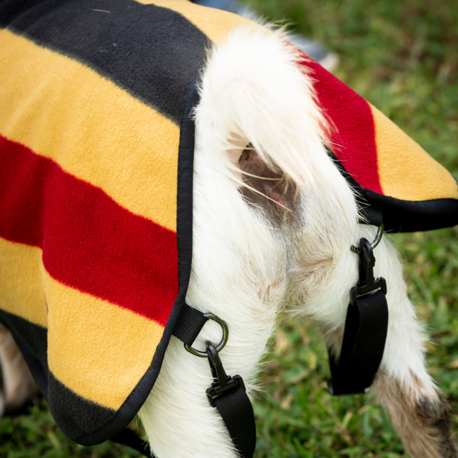 Horseware Ireland Newmarket Goat Fleece #colour_whitney-gold