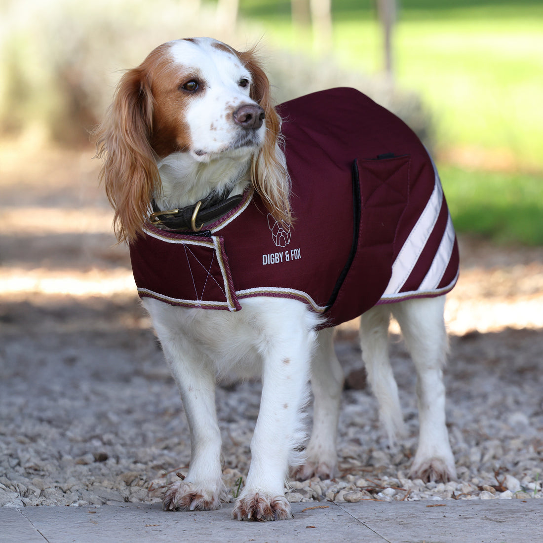 Manteau imperméable pour chien Shires Digby & Fox