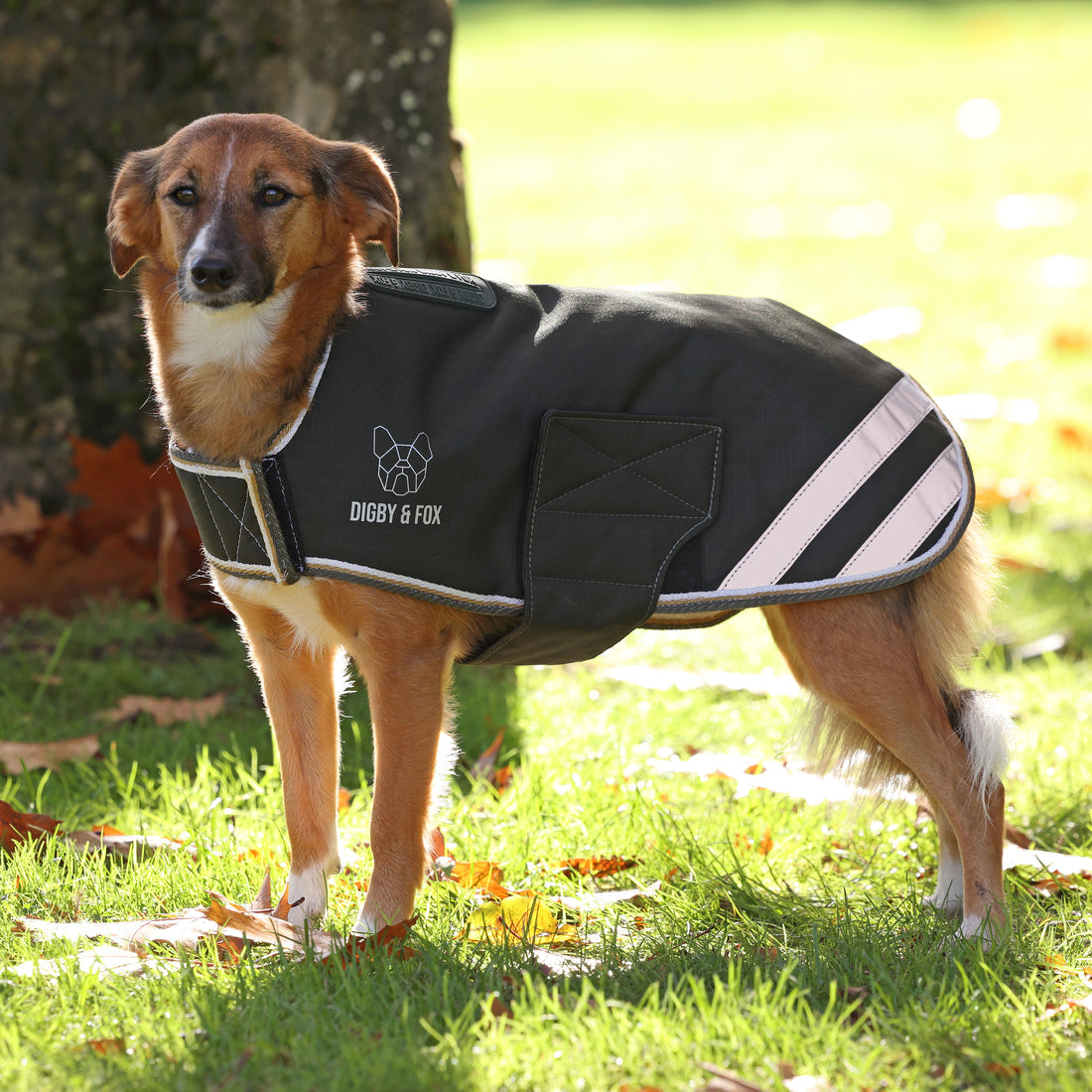 Manteau imperméable pour chien Shires Digby & Fox