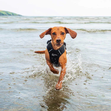 Mountain Paws Dog Harness #colour_black