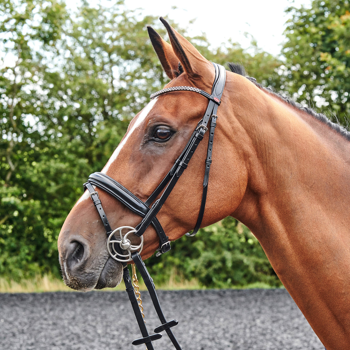 Whitaker Barton Bling Flash Bridle #colour_black