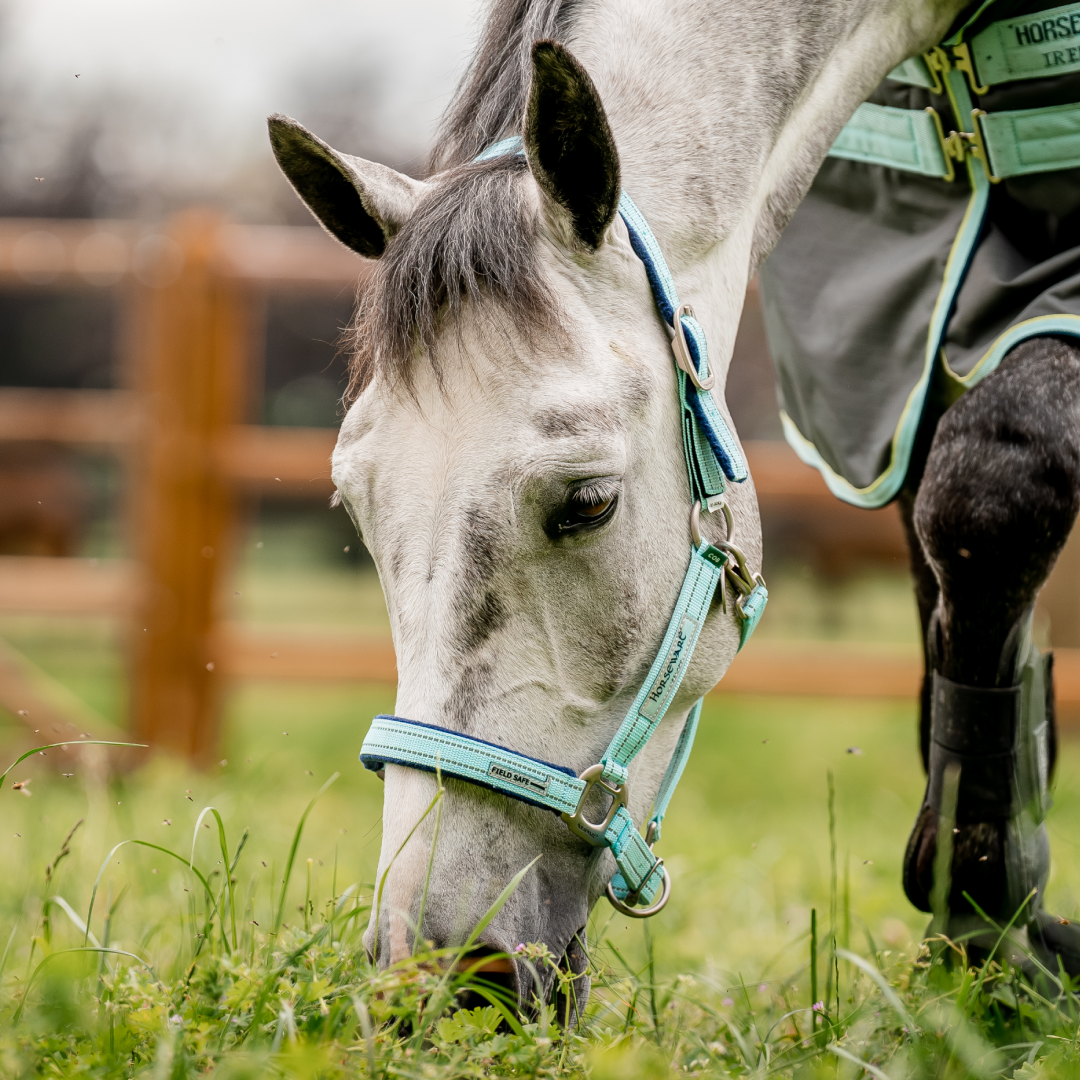 Horseware Ireland Field Safe Headcollar #colour_blue-hazr