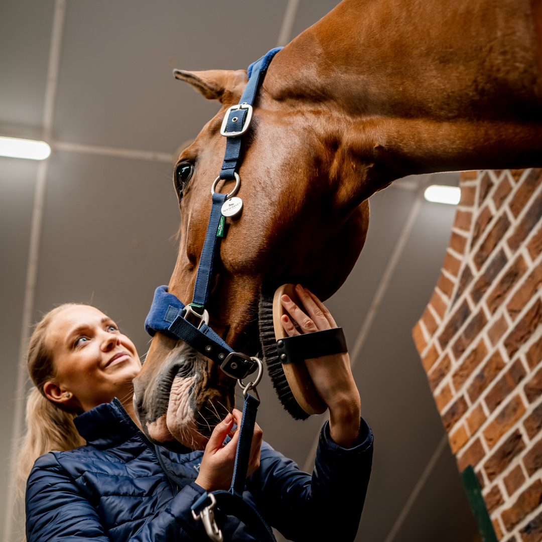 Horseware Ireland Signature Grooming Headcollar #colour_navy
