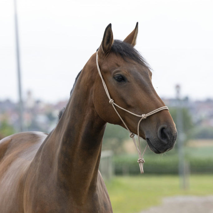 Norton First Rope Headcollar