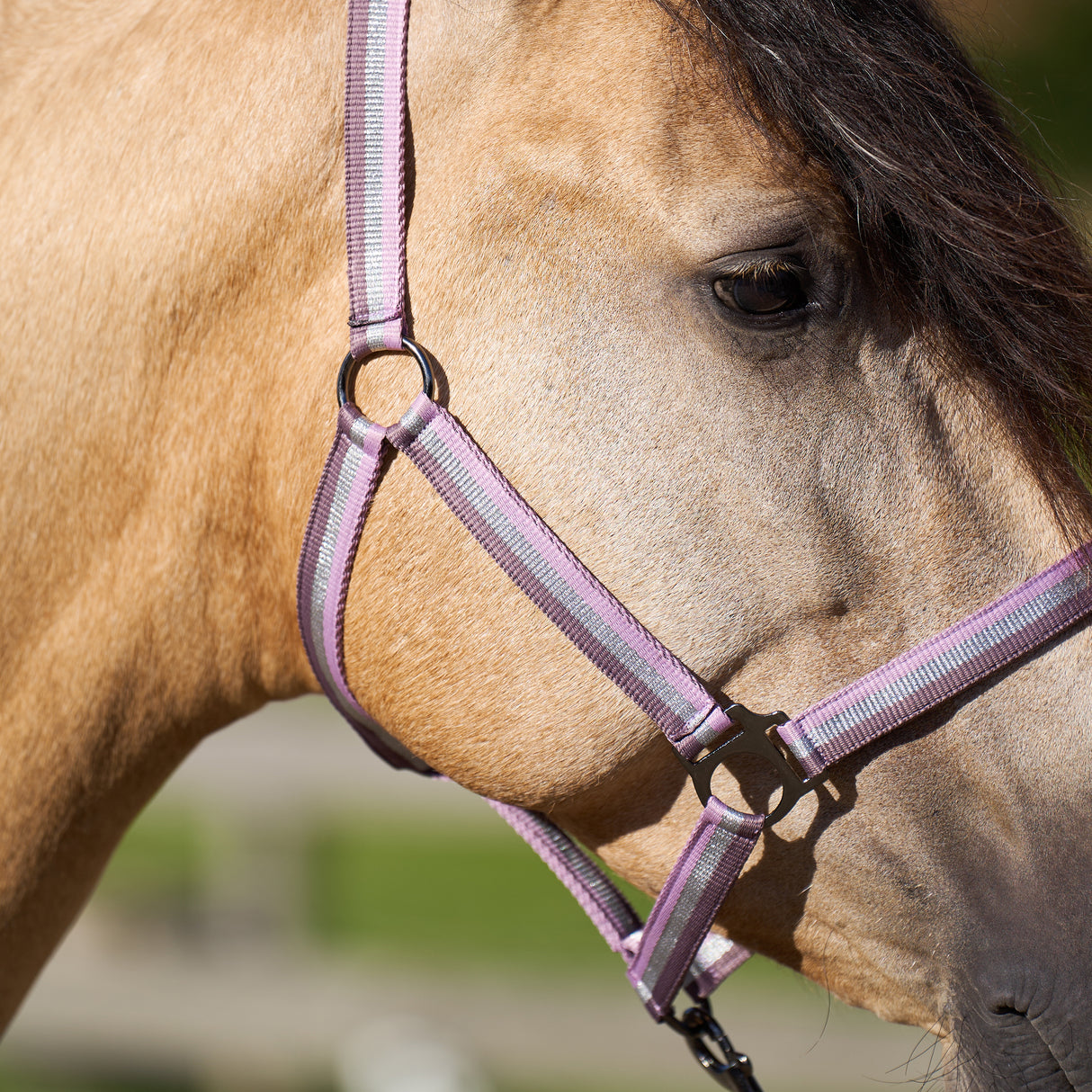 Imperial Riding Nylon Economic Headcollar #colour_ballerina