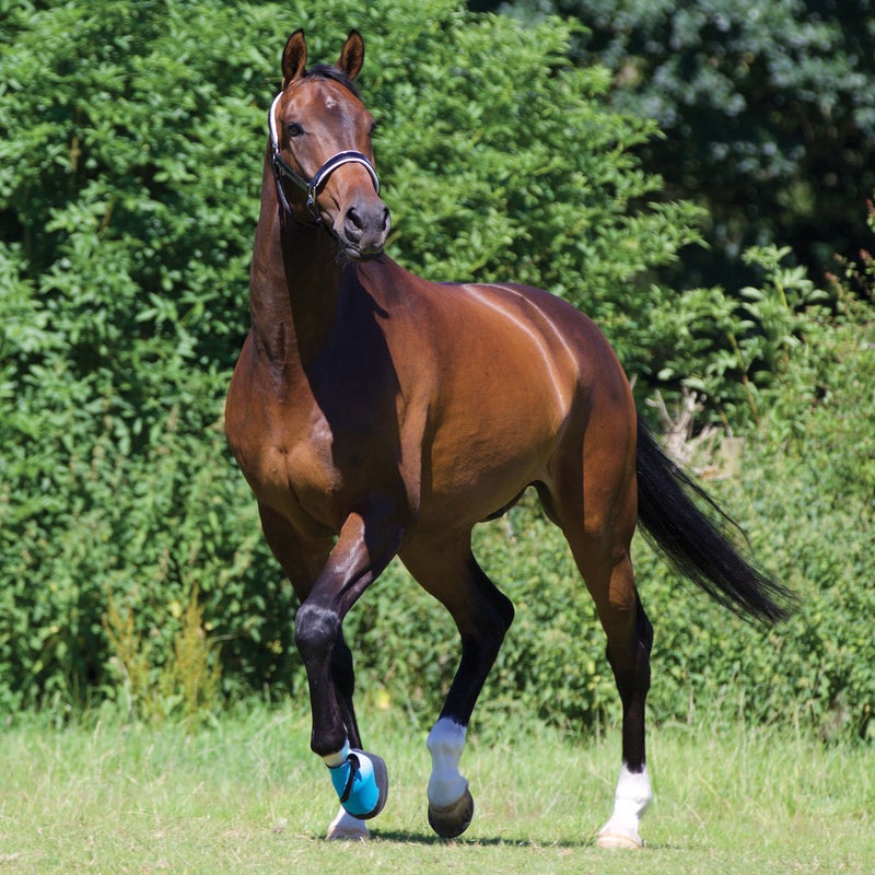 Woof Wear Medical Hoof Boot #colour_blue