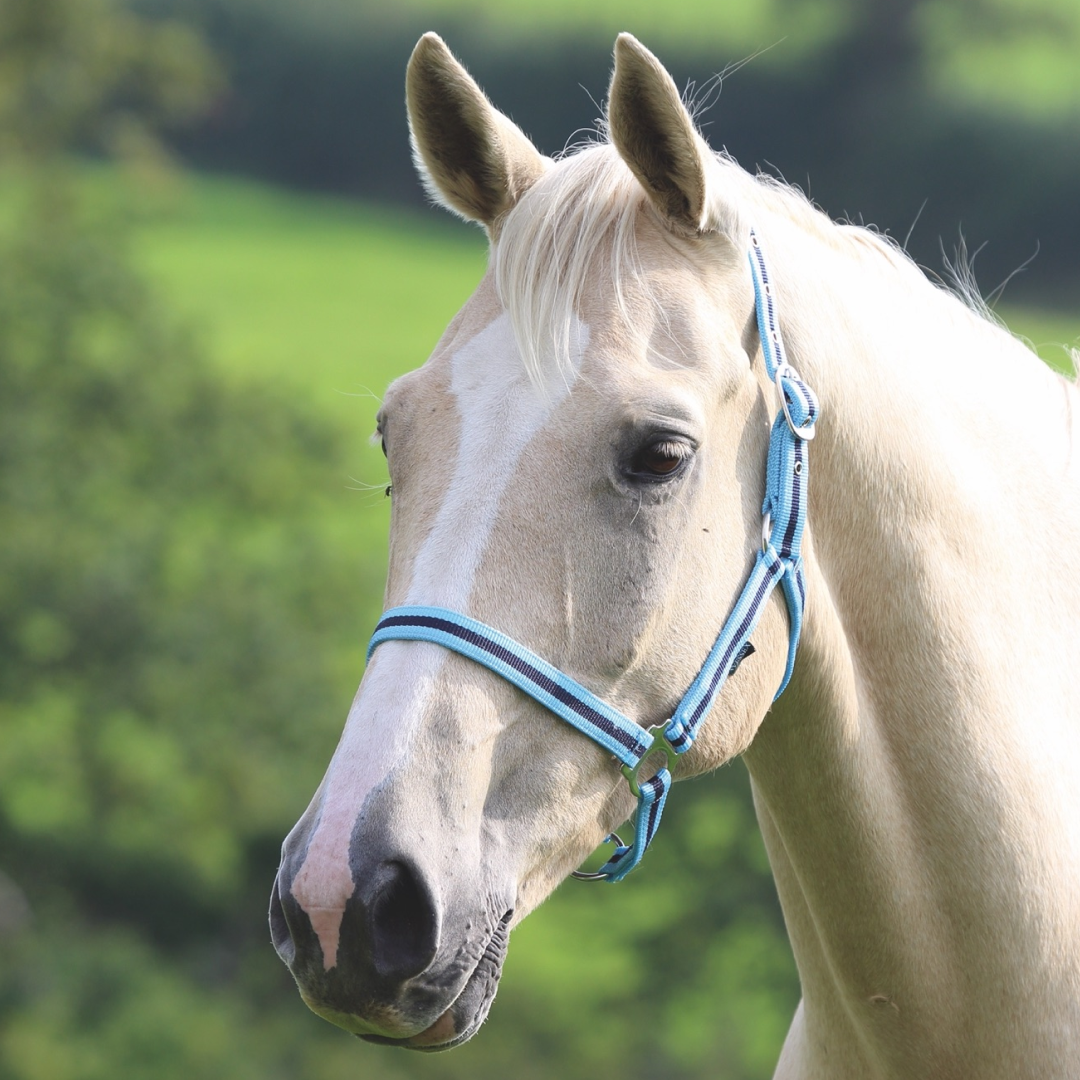 #colour_cambridge-navy