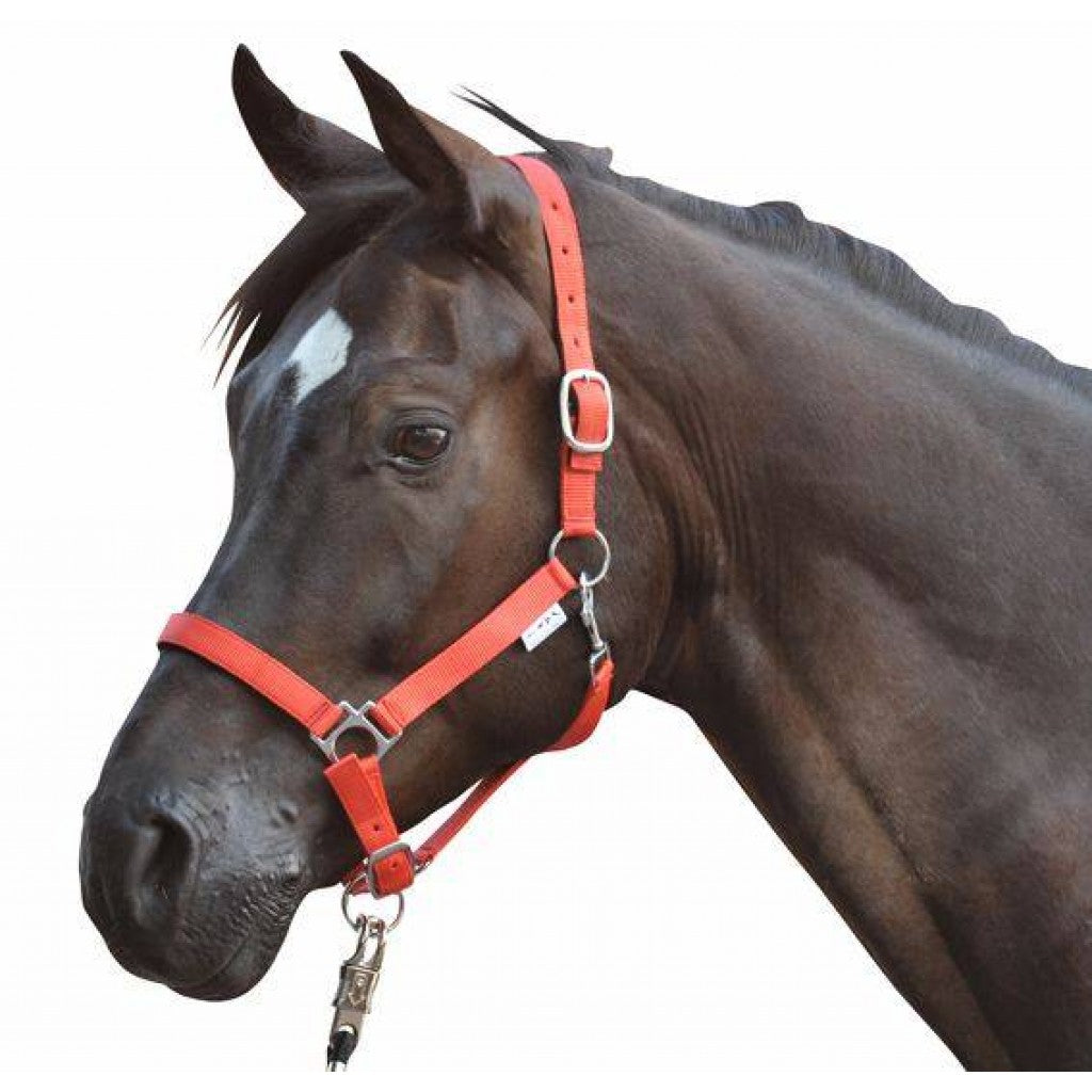 HKM Head Collar -Stars- with Soft Padding #colour_red