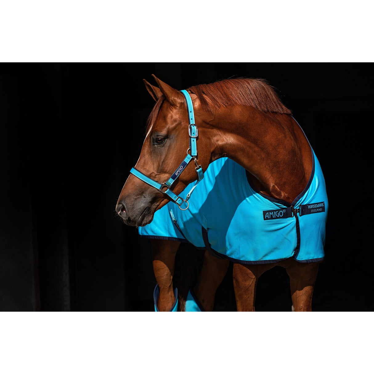Licol Horseware Ireland Amigo