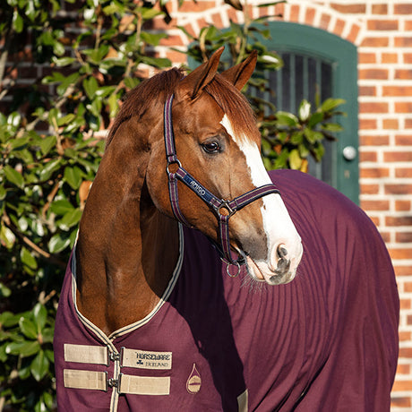 Licol Horseware Ireland Amigo