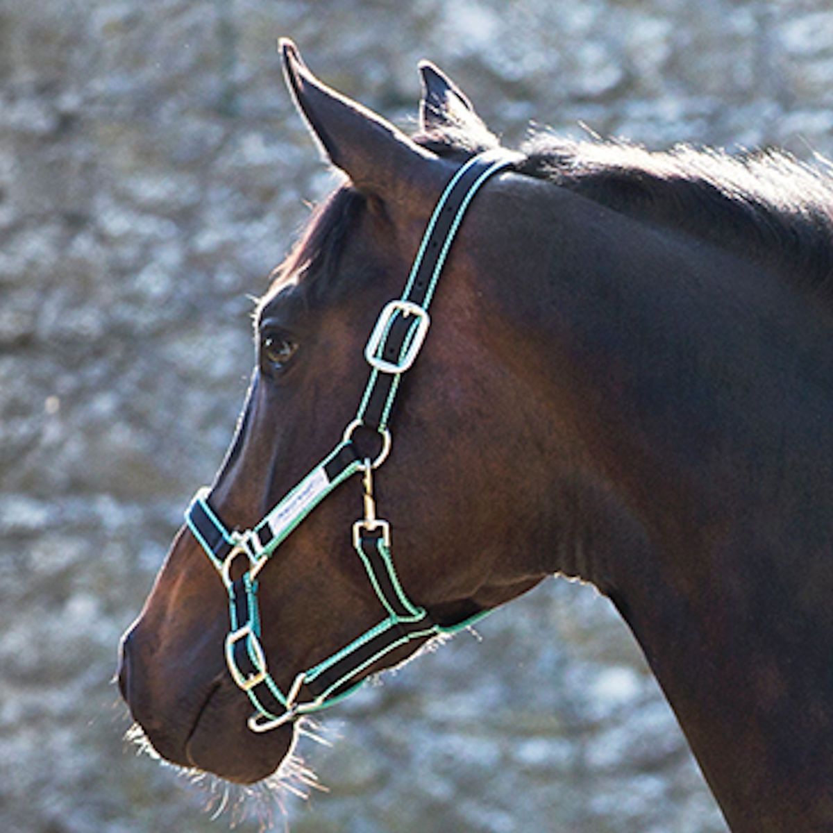 Licol Horseware Ireland Amigo