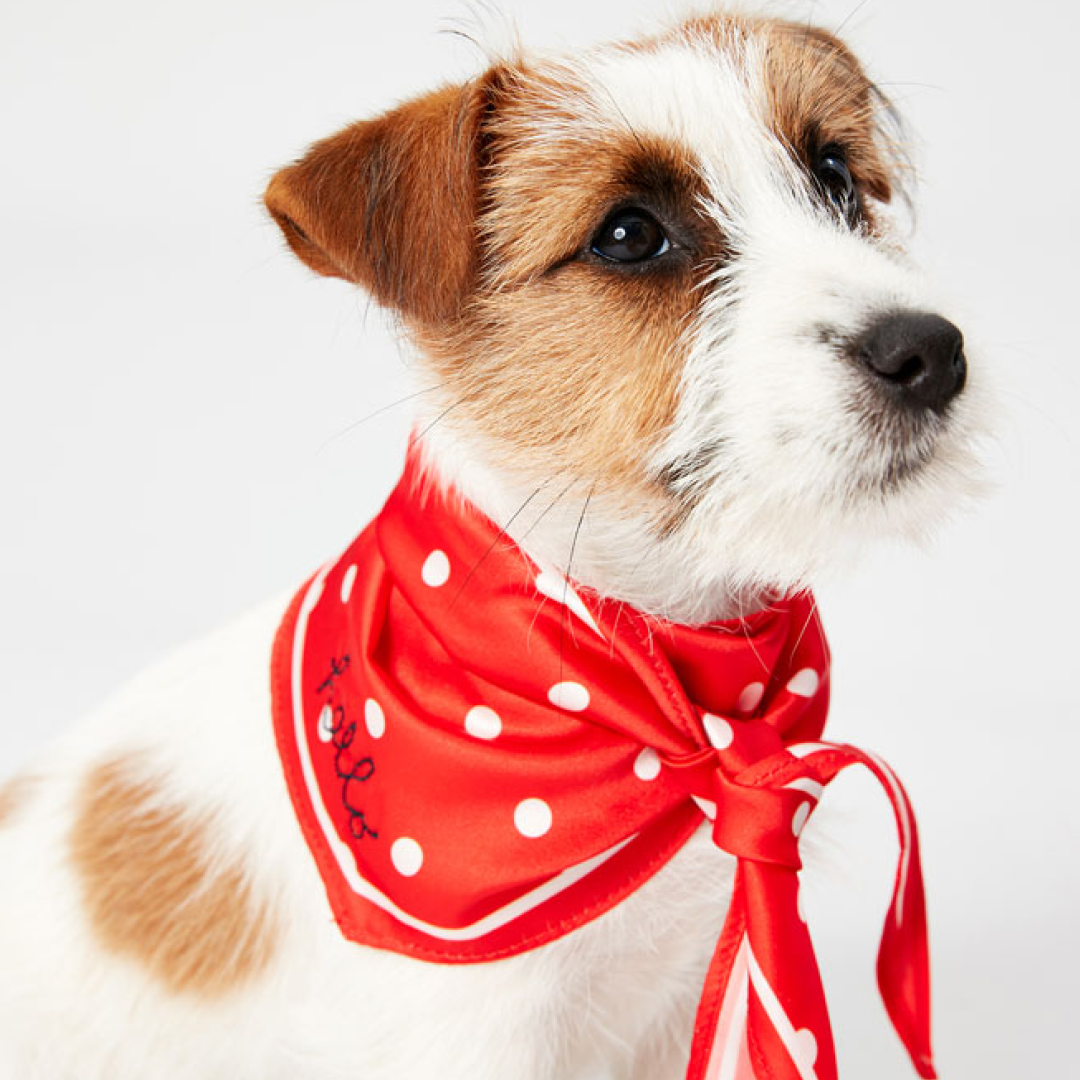 Joules Harbor Oberteil und Halstuch-Set