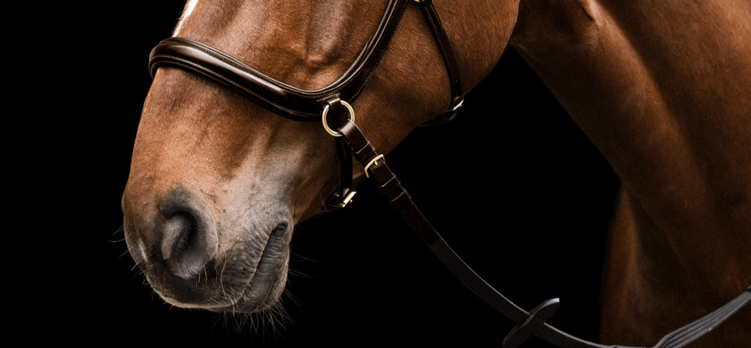 Why Bitless Bridles Are Increasing In Popularity