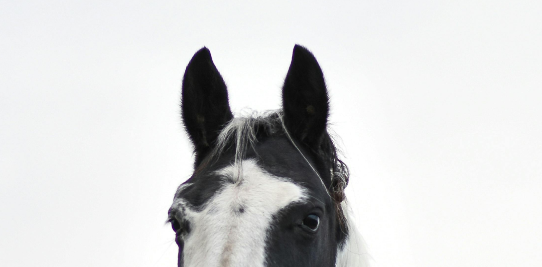 Horse Winter Savings