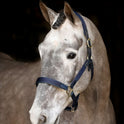 Mackey Safety Headcollar #colour_navy