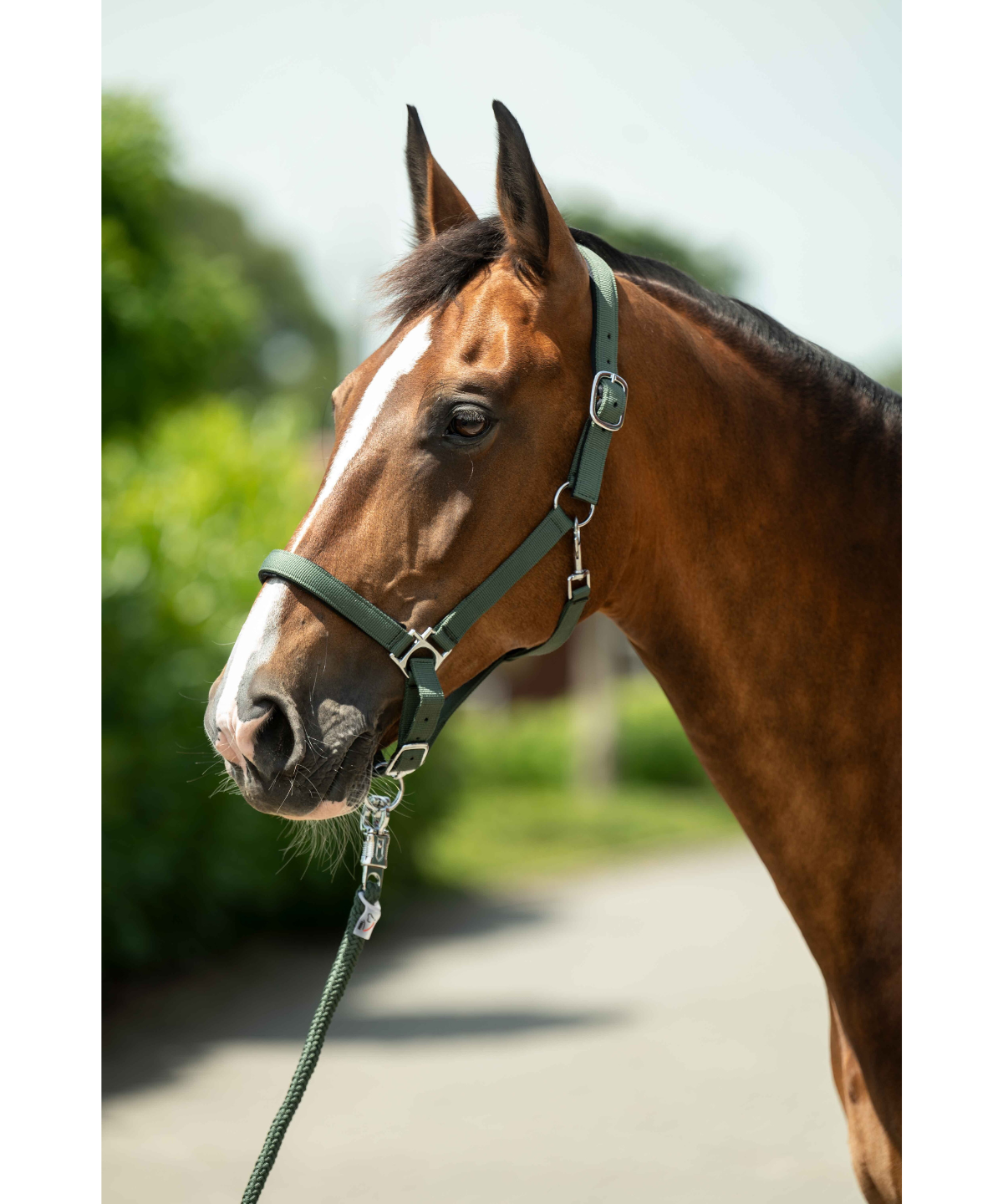 HKM Head Collar -Stars- with Soft Padding #colour_khaki