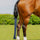 Hy Equestrian Lycra Flex Tail Bag #colour_navy