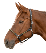 Waldhausen X-Line Nevada Leather Halter #colour_black-green