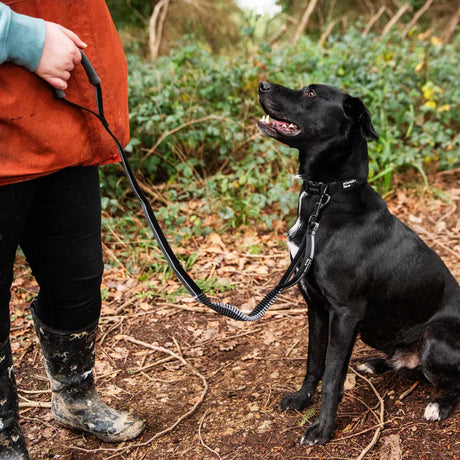 Mountain Paws Stretch Dog Lead #colour_black