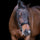Imperial Riding Athena Weymouth Bridle #colour_black