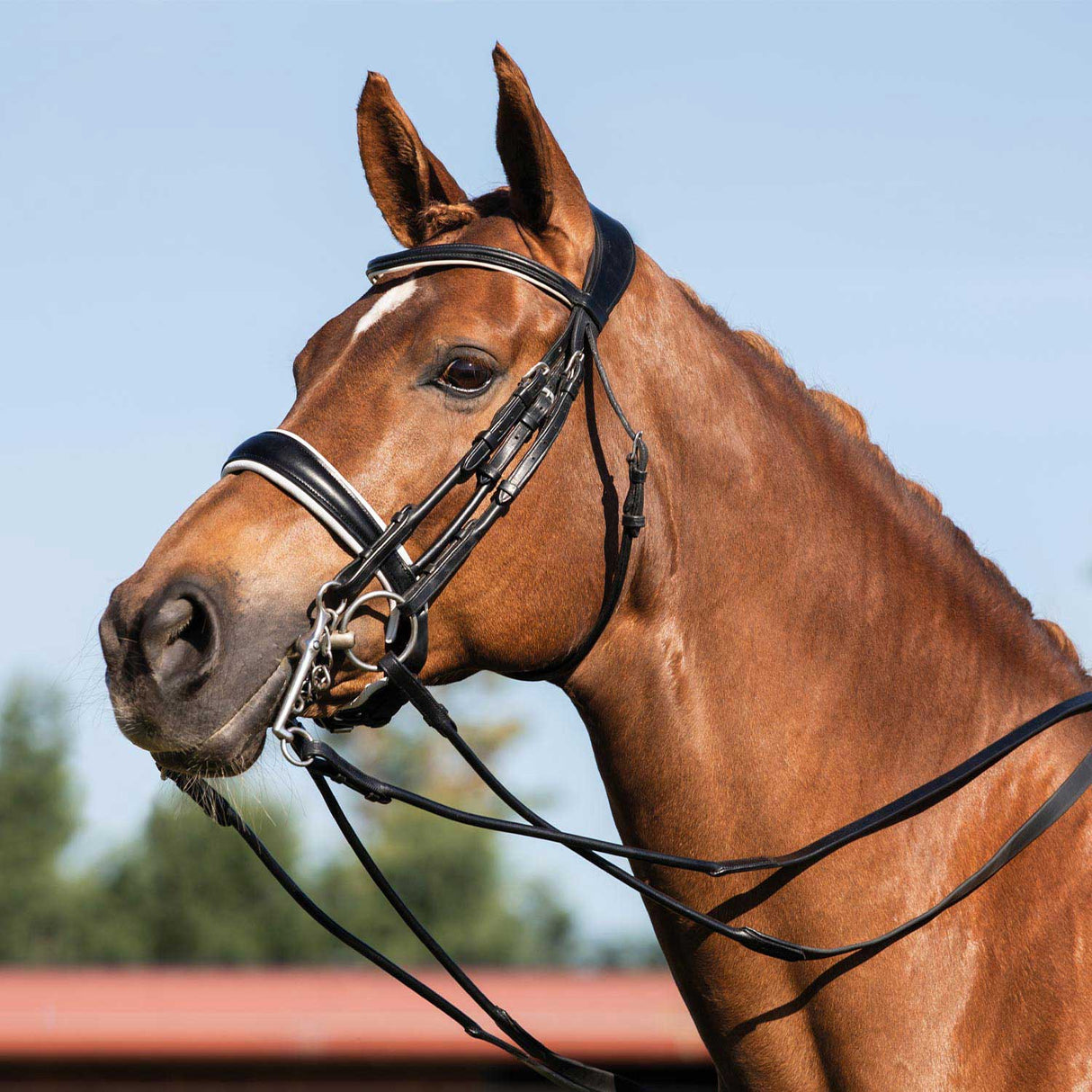 Acavallo Giocanda Bridle Calfskin & Double Reins #colour_black