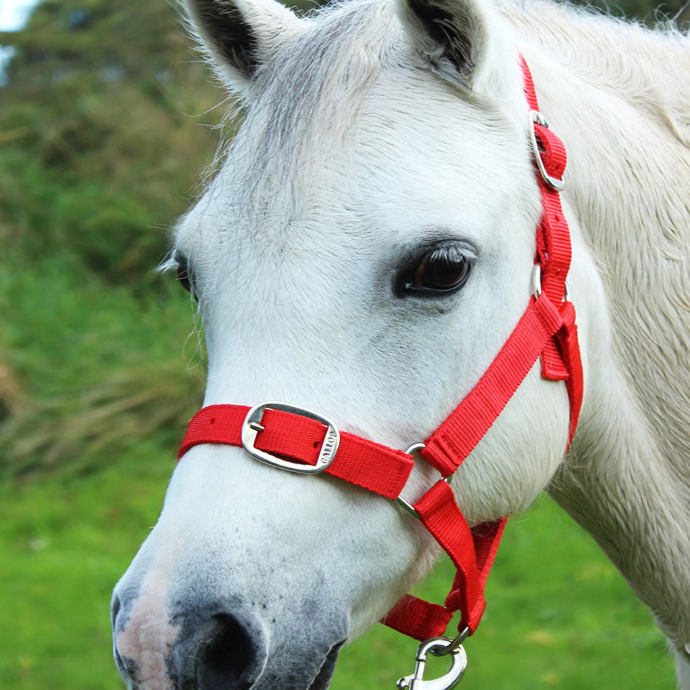 Gallop Headcollar & Lead Rope Set