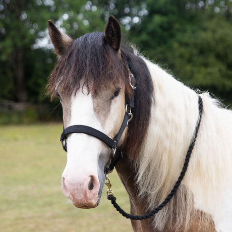 Gallop Premium Padded Headcollar With Lead Rope #colour_black
