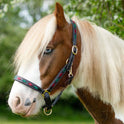 Gallop Premium Padded Leather Headcollar #colour_burgundy-green