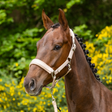 Covalliero Padded Headcollar #colour_irish-cream