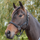 GS Equestrian Padded Head Collar #colour_black