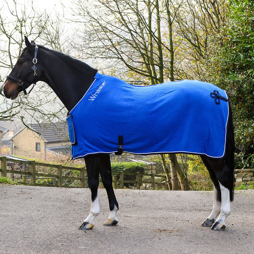 Whitaker Club Show Rug #colour_royal-blue