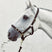 Mackey Economy Webbing Headcollar #colour_black