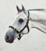 Mackey Economy Webbing Headcollar #colour_green