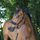 Covalliero Padded Headcollar #colour_dark-navy