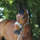 Covalliero Padded Headcollar #colour_light-greige