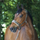Covalliero Padded Headcollar #colour_avocado