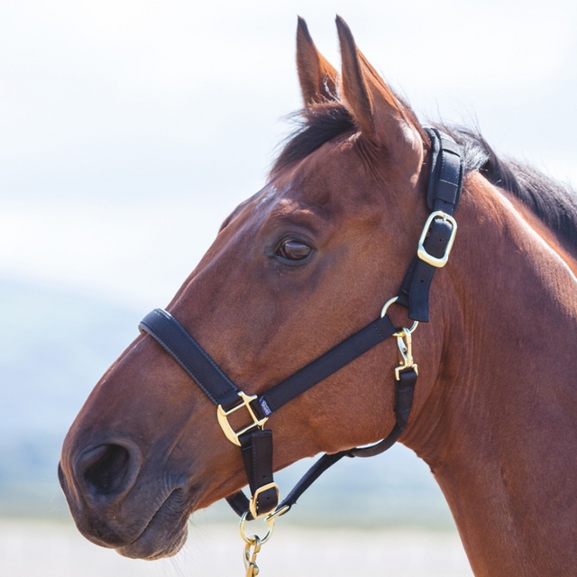 Shires Topaz Nylon Headcollar #colour_black