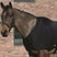 Weatherbeeta Stretch Shoulder Guard #colour_black
