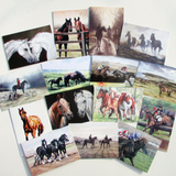 Caroline Cook Equestrian Cards