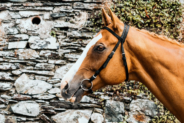 Mackey Equisential Nylon Race Bridle without Reins #colour_black